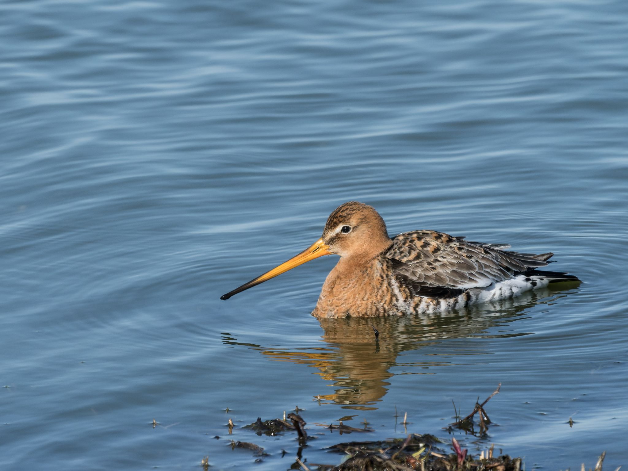 260318 1532 J  1JR0539 DxO DeepPRIME 3